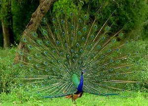 पंडित नेहरू नॅशनल पार्क