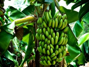 जामनेरची केळी आणि संत्री