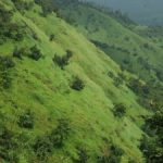 कोयना अभयारण्य