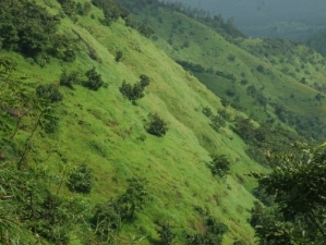 कोयना अभयारण्य