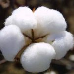 P-2497 - India_Raw_Cotton