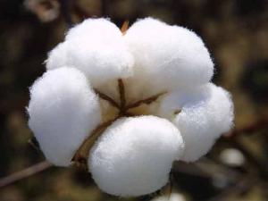 P-2497 - India_Raw_Cotton