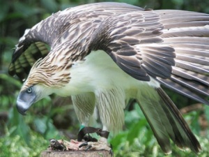 फिलीपाईन्समधील उडणारा लेमुर