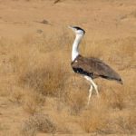 जैसलमेर येथील मरु उद्यान