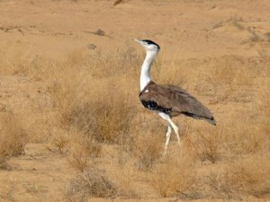 जैसलमेर येथील मरु उद्यान