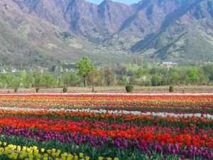 p-2463-J&K-KashmirValley-300