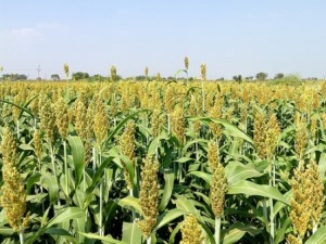 ज्वारीचे कोठार सोलापूर जिल्हा