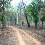 चंद्रपूर जिल्ह्यात ५६ टक्के जंगल