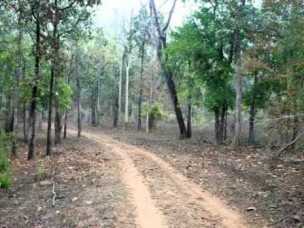 चंद्रपूर जिल्ह्यात ५६ टक्के जंगल