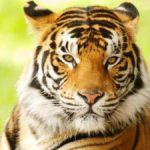 भारताचा राष्ट्रीय प्राणी