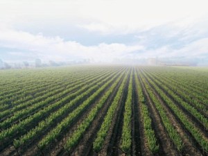 नाशिक जिल्हा कृषीमध्ये आघाडीवर