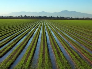 महाराष्ट्रात जलसिंचनावर भर