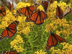 मोनार्च राखीव उद्यान