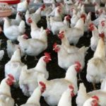 महाराष्ट्रातील कुक्कुटपालन व शेळीवाटप