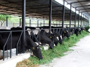 भारतातील दूध उत्पादन