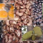 P-6184-kokancha-meva-intro