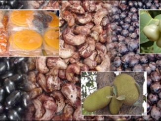 P-6184-kokancha-meva-intro