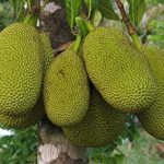 P-6205-Jackfruit