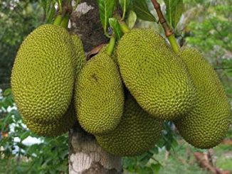 P-6205-Jackfruit