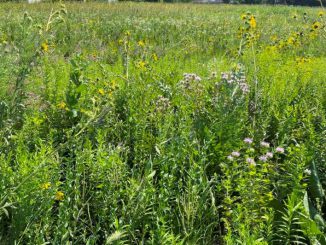 प्रेअरी गवताळ प्रदेश