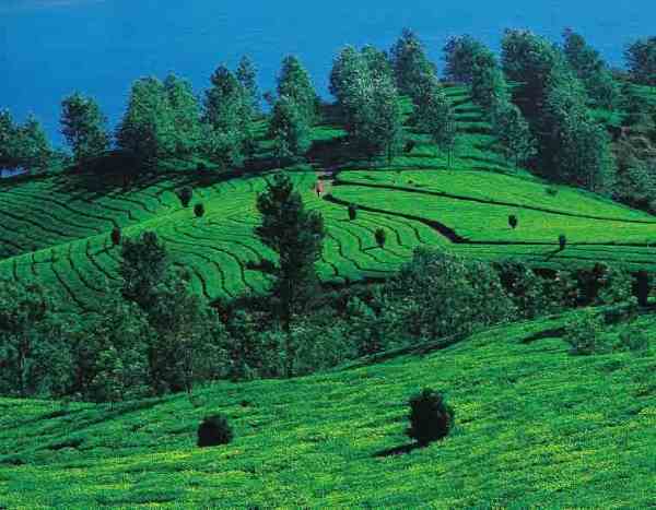 P-6615-kalpetta-01
