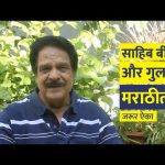 साहिब बीबी और गुलाम मराठीत ?
