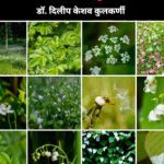 महाराष्ट्राच्या अरण्यातील महत्त्वाचे वृक्ष