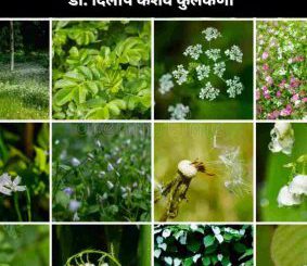 महाराष्ट्राच्या अरण्यातील महत्त्वाचे वृक्ष