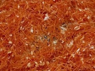 आमरस घालून शेवयाचा शिरा